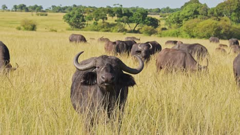 Afrikanische-Büffelherde,-Afrikanische-Tiere-Auf-Wildtiersafari-In-Der-Masai-Mara-In-Kenia-Im-Masai-Mara-Nationalreservat,-Naturaufnahmen-In-Savannenebenen-Und-Lange-Hohe-Graslandschaft-An-Heißen,-Sonnigen-Tagen