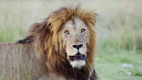 Zeitlupe-Der-Afrikanischen-Tierwelt-Eines-Männlichen-Löwenporträts-Im-Masai-Mara-Nationalreservat,-Nahaufnahmeporträt-Der-Afrikanischen-Tierwelt-In-Kenia,-Afrika-Safaritier-In-Der-Masai-Mara,-Eine-Der-Fünf-Großen-Raubkatzen