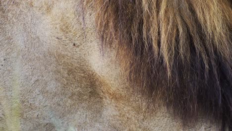Männliches-Löwentier,-Nahaufnahme,-Detail-Der-Löwenmähne,-Afrikanische-Safari-Tierwelt-Im-Masai-Mara-Nationalreservat-In-Kenia,-Afrika,-Masai-Mara-Nationalpark,-Mara-North-Conservancy