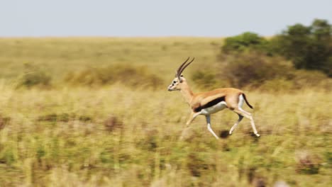 Slow-Motion-Shot-of-Gazelle-in-the-wilderness-savanna-running-and-skipping-across-savannah,-African-Wildlife-in-Maasai-Mara-National-Reserve,-Kenya,-Africa-Safari-Animals-in-Masai-Mara