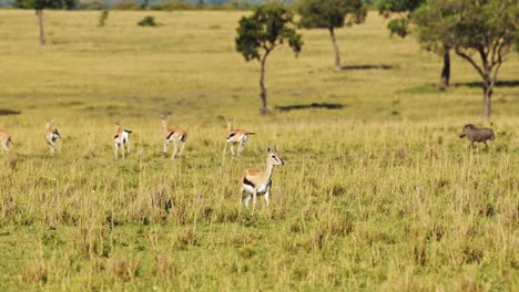 Cheetah-Hunting-Warthog-and-Gazelle-Animals-Running-Away-Chasing-Prey-on-a-Hunt,-African-Wildlife-Being-Chased-in-Africa,-Masai-Mara,-Kenya-on-Safari-in-Maasai-Mara
