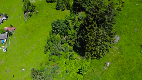 Aerial-descending-tilt-up-along-large-pine-tree-above-Switzerland-alps-village-homes