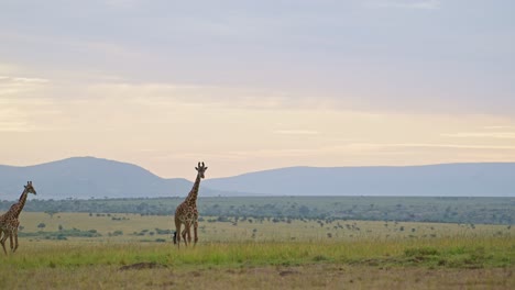 Amazing-Maasai-Mara-landscape,-giraffe-walking-across-emtpy-grassland-savannah-in-Masai-mara-north-conservancy,-peaceful-African-Wildlife-in-National-Reserve,-Kenya