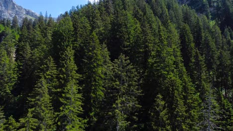Aerial-pullback-and-tilt-down-to-grand-green-pine-tree-forest-in-Swiss-alps