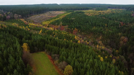 Deforestation-process-in-majestic-woodland-area,-aerial-drone-view