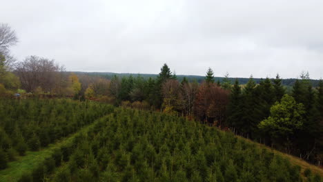 New-pine-tree-saplings-planted-on-green-meadow,-aerial-low-angle-view