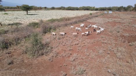 Herd-of-goats-grazing-on-arid-pasture-in-Southern-Kenya,-aerial-view
