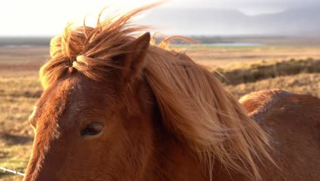 Ein-Wunderschönes-Braunes-Islandpferd-Traf-Sich-Mitten-Auf-Der-Straße-Nördlich-Von-Island