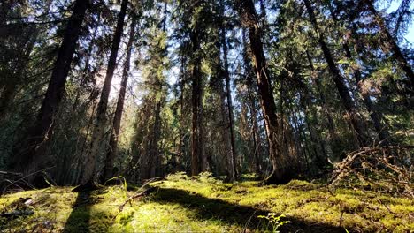Wunderschöne-Waldlandschaft-In-Finnland