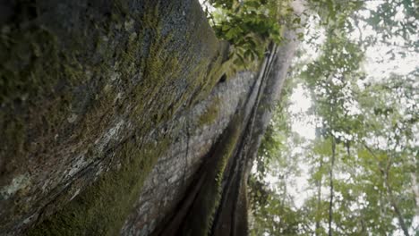 Rinde-Eines-Alten,-Mit-Moos-Bedeckten-Baumes-Im-Amazonas-Regenwald-In-Ecuador,-Südamerika