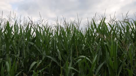 Trucking-shot-of-growing-corn-field-during-summer-season-against-cloudy-sky---low-angle-shot