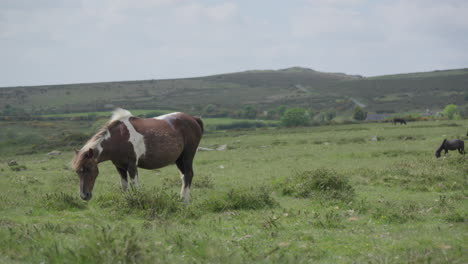 Wild-Horses-and-Ponies-Graze-on-Mountain-in-Dartmoor-National-Park,-Devon-England