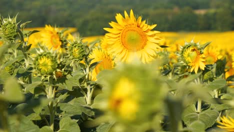 Beautiful-large-sunflower-in-the-field,-facing-towards-the-sun