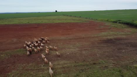sheep-field-drone-running-cloudy
