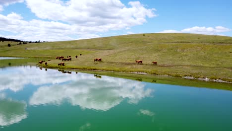 Free-Range-Cattle-Herd-of-Cows-Migrating-Freely-Along-Lake-Pasture,-Drinking-Water-|-Grass-Fed-Beef-Agriculture-Farming-Livestock-,Cattle-Ranching-|-Grazing-Roaming-Freely,-Ethical-Farming-|-1-of-12