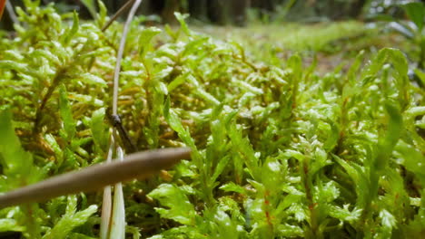 Young-lush-grass-sprouts-grow-on-ground-in-forest-coseup