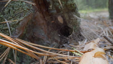 Spider-web-and-pile-of-dry-fir-needles-near-tree-roots