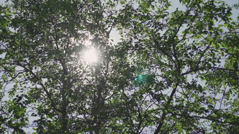 Tree-branches-with-lush-foliage-against-shining-sun-in-park