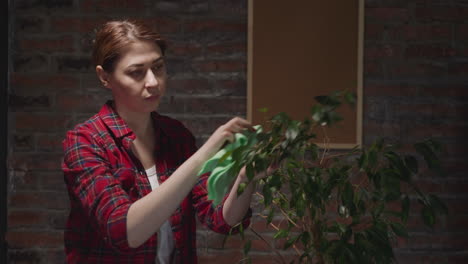 Woman-gardener-in-checkered-shirt-wipes-ficus-tree-leaves