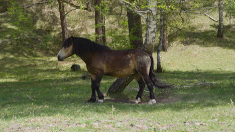 Funny-small-pony-waves-tail-standing-near-birch-tree