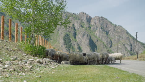 Herd-of-sheep-grazes-on-roadside-against-rocky-mountain
