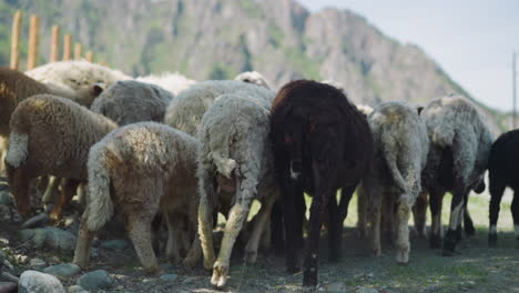 Young-sheep-and-lambs-walk-along-shady-field-on-summer-day