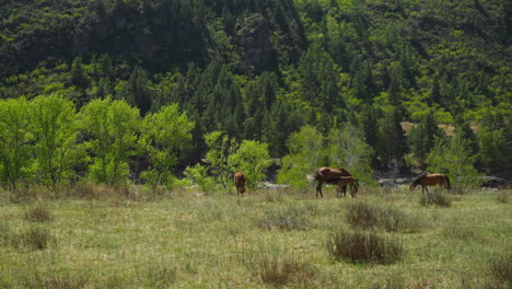 Brown-horses-graze-on-meadow-grass-at-forestry-mountain-foot