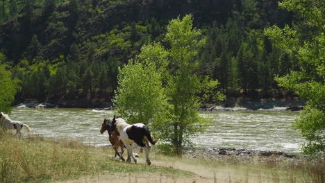 Herd-of-horses-with-cubs-runs-along-mountain-river-bank