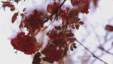 sorb-tree-branches-with-red-ashberries-in-winter-forest