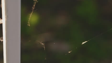 Dünnes-Spinnennetz-In-Der-Nähe-Eines-Weißen-Holzzauns-An-Einem-Sonnigen-Tag-Makro