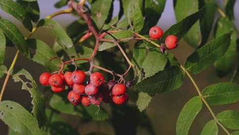 sorb-tree-branch-with-leaves-and-ashberries-in-autumn-forest