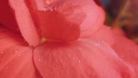 Water-drop-rolls-down-from-wonderful-bright-scarlet-flower