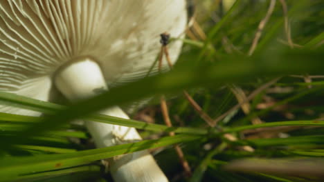 Motion-to-russula-mushroom-lying-in-meadow-grass-in-forest