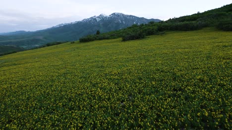 yellow-wildflower-fields,-snow-capped-mountain-peaks-of-eden-utah,-drone