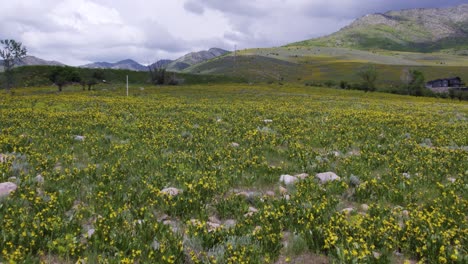 Yellow-summer-wildflowers-on-grassy-hill-plains-of-eden-utah