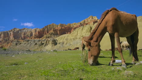 Nahaufnahme-Eines-Pferdes,-Das-Auf-Einem-Grünen-Feld-An-Einer-Roten-Klippe-In-Upper-Mustang-Nepal-Weidet,-Und-Im-Hintergrund-Grasen-Auch-Andere-Pferde