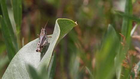 Macro-grasshopper-perches-on-shiny-green-leaf-on-sunny,-breezy-day