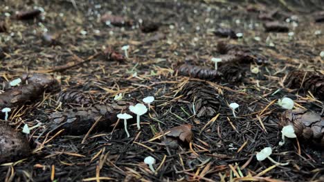 Numerous-tiny-white-mushrooms-on-forest-ground