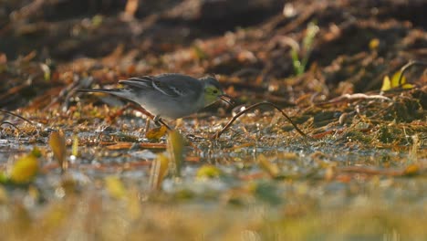 Citrine-Wagtail-searching-Food-in-wetland-in-Morning