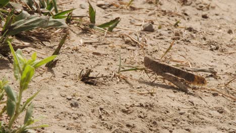 Sunny-close-up:-Ant-investigates-grasshopper-eating-blade-of-grass