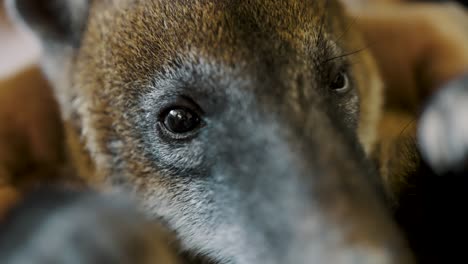 Petting-a-South-American-Coati's-Coarse-Fur-Closeup