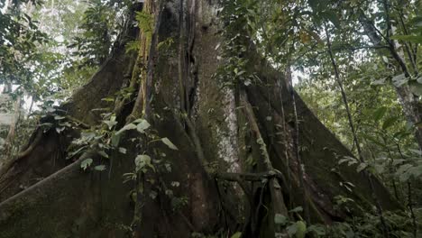 Riesiger-Kapokbaum-Im-Amazonas-Regenwald-In-Südamerika