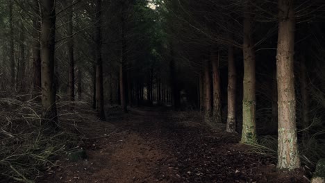 Walking-through-a-dark,-coniferous-forest-during-dusk