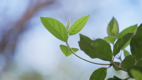 Close-up-shot-of-the-summit-of-a-little-new-plant-twig