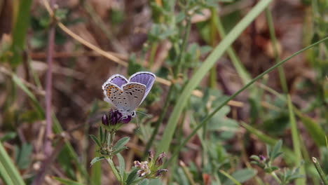 Flauschiger-Weißer-Körper,-Gemusterte-Flügel-Eines-Melissenblauen-Schmetterlings-Auf-Einer-Blume