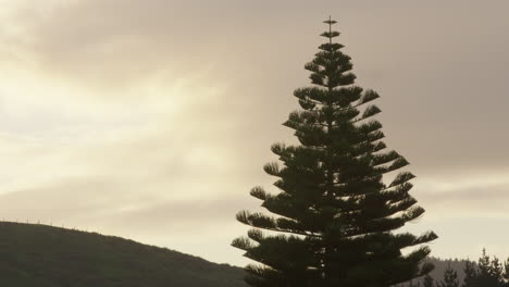 Silhouette-Einer-Kiefer-Bei-Sonnenuntergang-über-Neuseelands-Ackerland-Im-Wairarapa