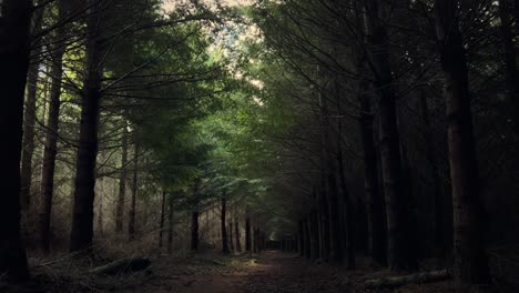 Path-leading-through-dark,-ominous-coniferous-forest