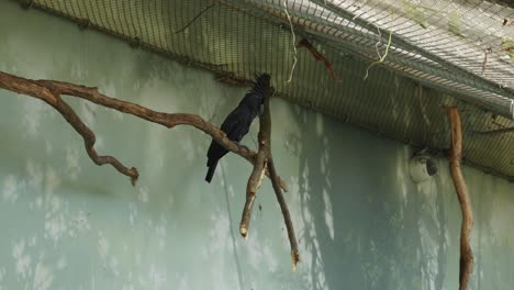 A-parrot-sitting-inside-a-cage-at-Prague-Zoo,-Czech-Republic