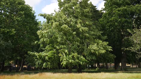 Große-Bäume-Mit-Grünen-Blättern,-Die-Sich-In-Zeitlupe-Im-Starken-Wind-Wiegen