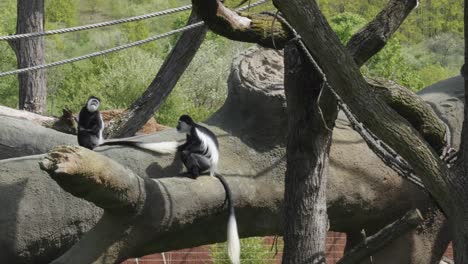 Two-mantled-guereza-monkeys-sit-on-a-fallen-tree-in-Prague-Zoo,-Czech-Republic